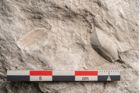 Foto (Detailansicht) von Trigonocarpus sp.  (NHMW-GEO-2024-0188-11150)